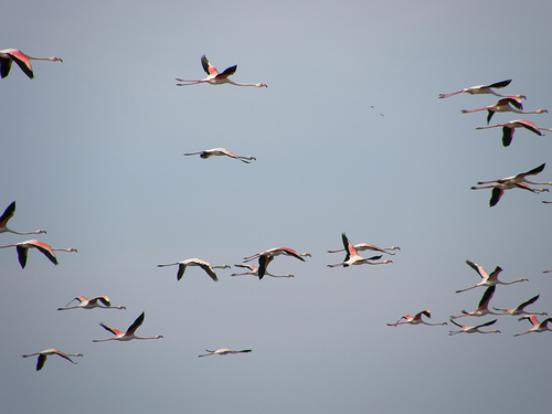 Bird Conservation International avisa del riesgo de extinción de aves marinas