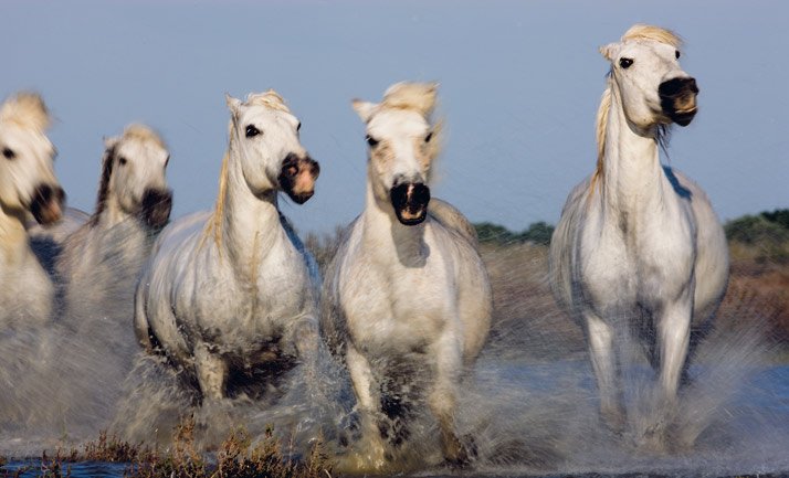 Caballos de la Camarga y un mejor sistema de riego favorecen la diversidad ornitológica y el arrozal ecológico en el delta del Ebro