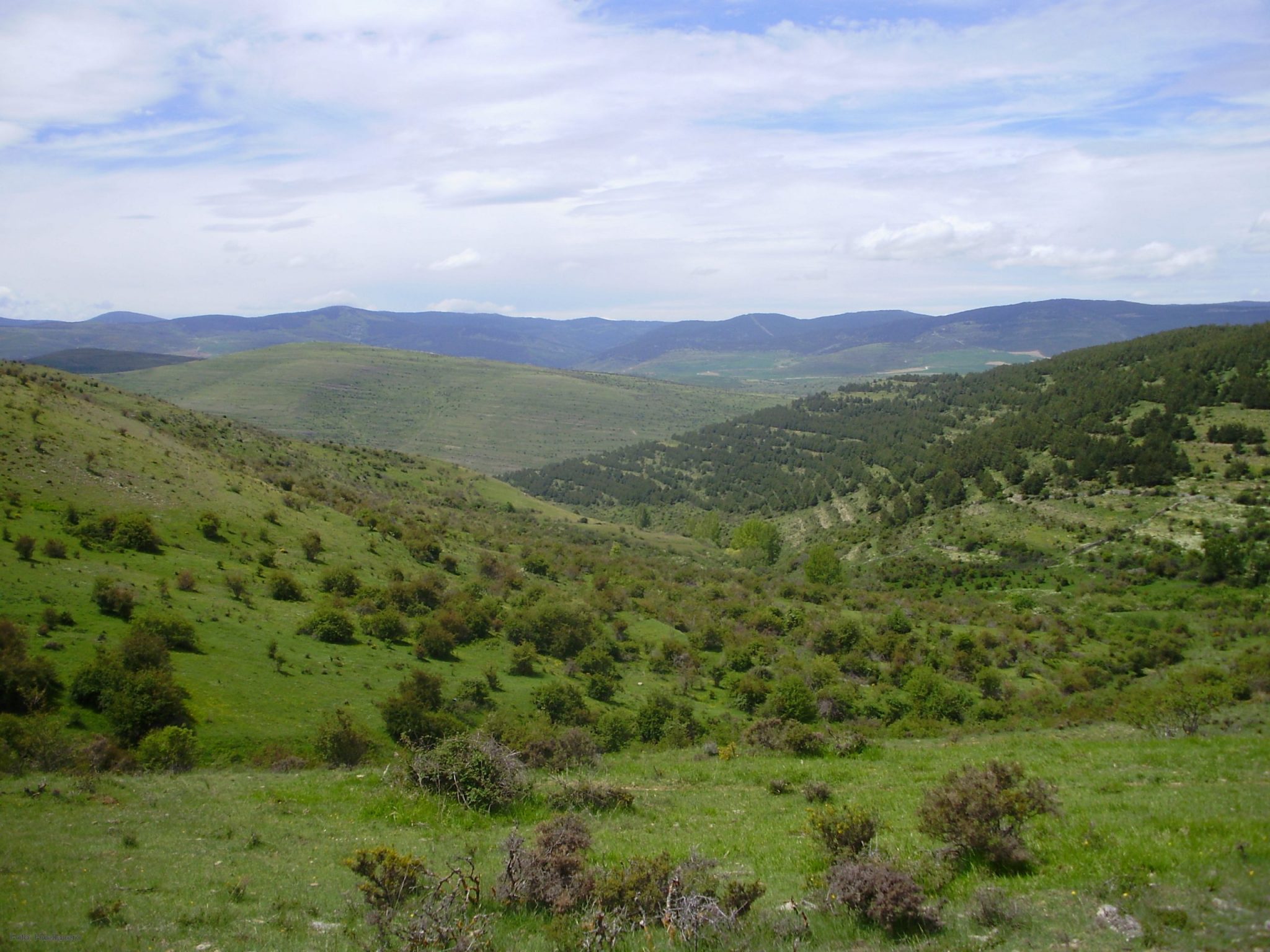 Reforestación y gestión de bosques a cambio de emisiones de CO2