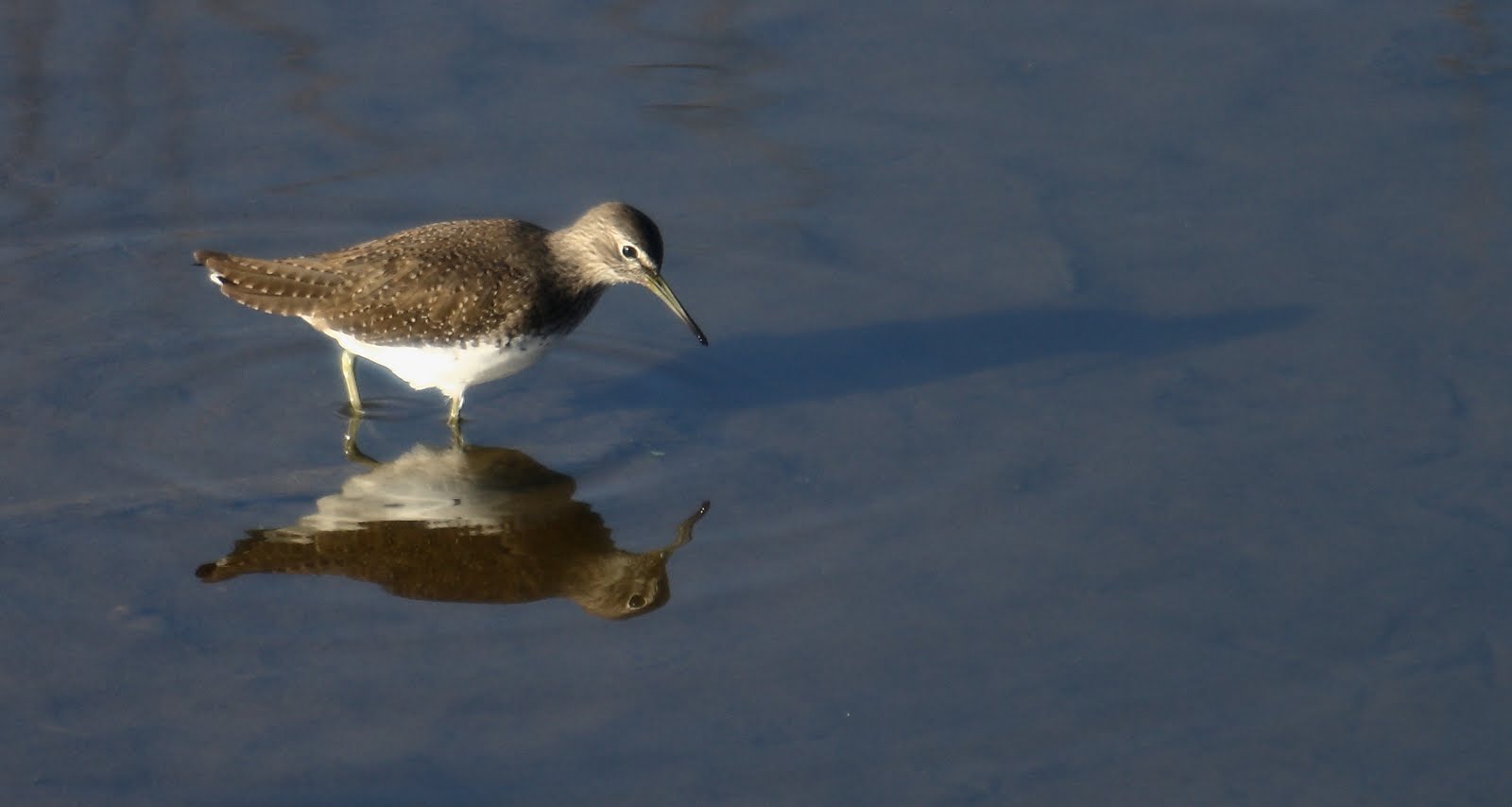 Más de 1.200 voluntarios estudian 256 tramos fluviales de Andalucía a través del programa Andarríos