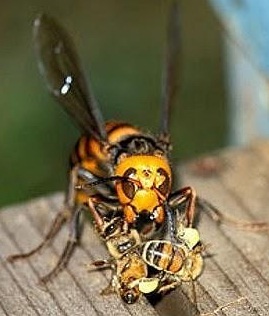 Euskadi pendiente de la avispa asiática