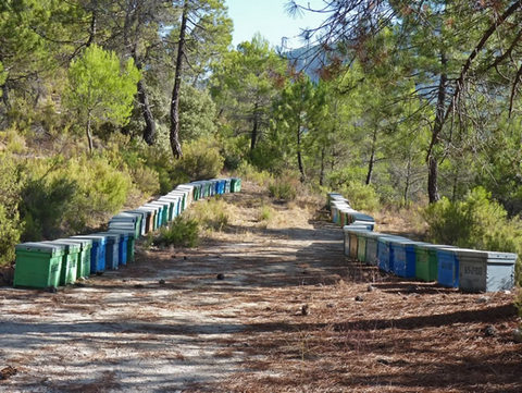 Ofertan 11 asentamientos apícolas en montes andaluces para su explotación