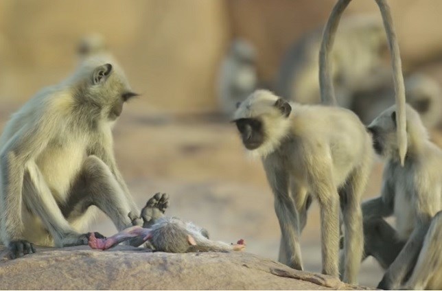 Los monos también lloran (Ver VIDEO)