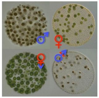 Un alga transgénero revela el origen de los sexos