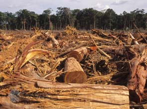 Indonesias Sinar Mas "clearing rainforest" – group