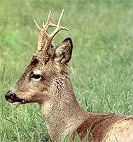 Detenidos dos cazadores furtivos madrileños en Camarzana de Tera (Zamora) con nueve cabezas de corzo