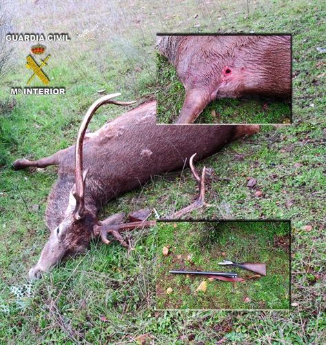 Castilla-La Mancha. Detenido por abatir a dos ciervas y dejar a otra malherida en La Puebla de Don Rodrigo (Ciudad Real)