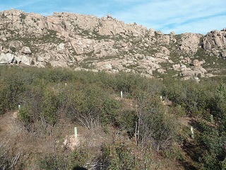 Reforesta plantó en 2013 más de 3000 árboles con el apoyo de 630 voluntarios