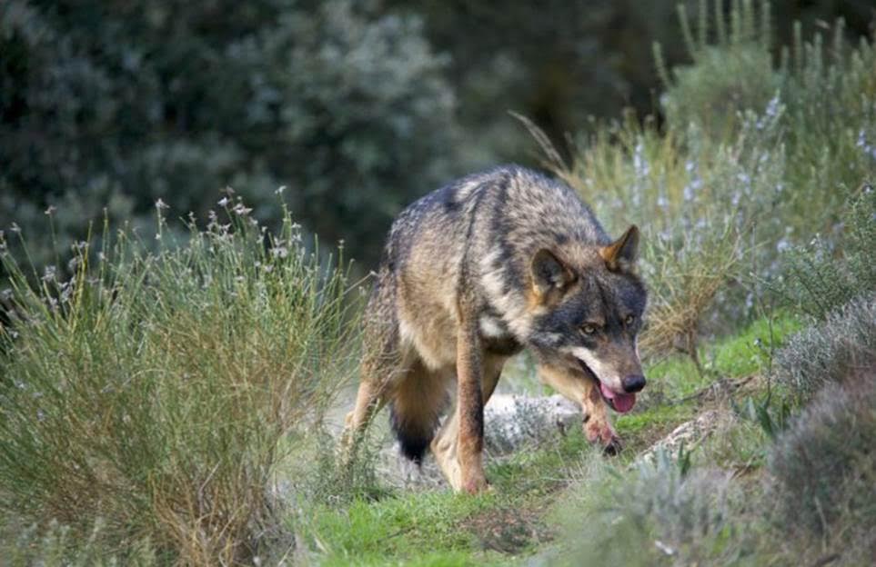 Asaja Córdoba pide a la Junta que "deje de tomar el pelo" a los ganaderos con el Plan del Lobo
