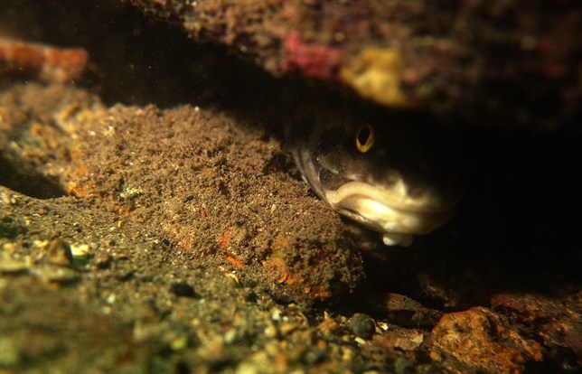 Puede afectar a la reproducción de las especies la polución por nutrientes que está cambiando los sonidos del mar