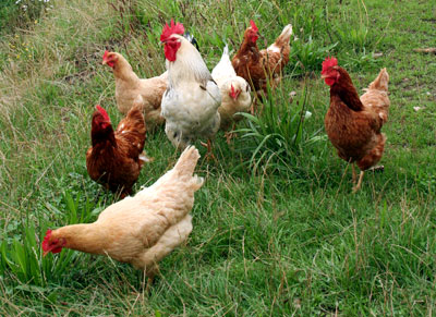 Las gallinas también sufren por sus polluelos