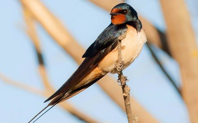Las golondrinas cada primavera llegan antes