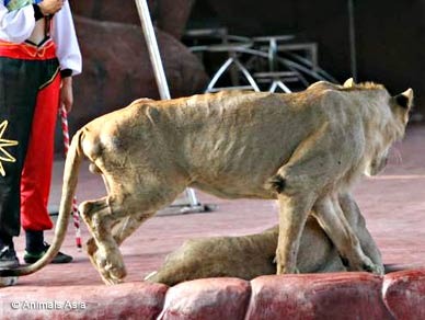 El PP quiere circos con animales