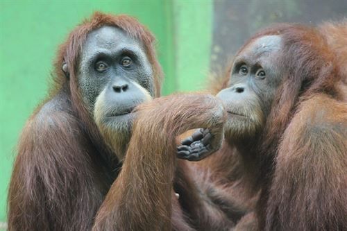 Zoo de Santillana del Mar (Cantabria) celebra el Día Mundial del Orangután con sus seis ejemplares