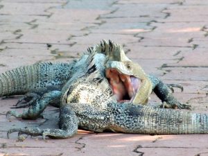 En Costa Rica mucho cuidado manejar cerca de los Parques Nacionales