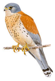 Proyecto de recuperación del cernícalo primilla