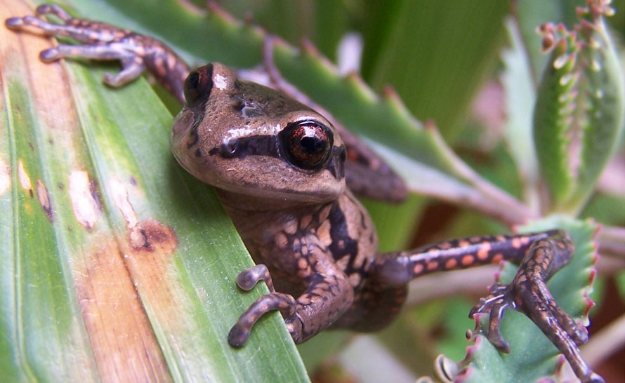 Argentina. Hallan en Santa Fe una rana en peligro de extinción