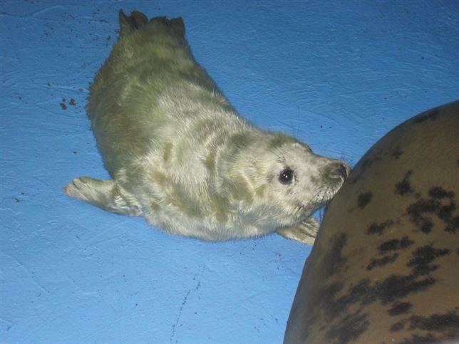 Europa prohibirá los productos derivados de la caza de focas