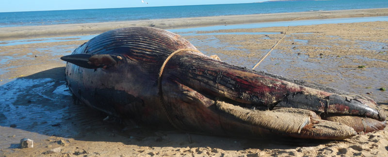 Causa la marea roja varamientos de ballenas en Baja California