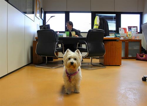 Quieres llevar tu mascota a la oficina