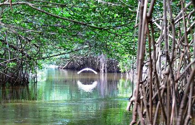 Destinarán más recursos para conservación de manglares