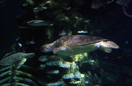 Más de 240.000 tortugas marinas anidan en las playas nicaragüenses