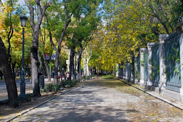 Ecologistas pide al Ayuntamiento de Madrid que planifique la retirada de árboles ante la previsión de tala de árboles en el Paseo de El Prado