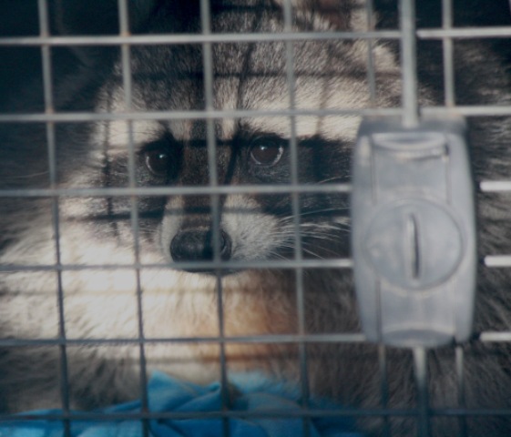 FAADA alerta del aumento de especies salvajes no autóctonas en manos de particulares