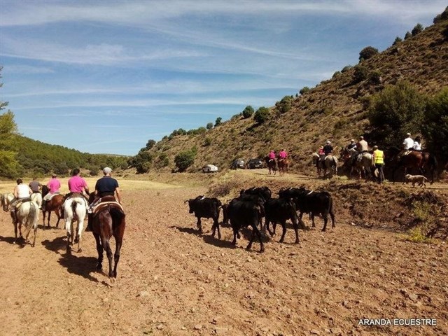 Aranda de Moncayo homenajea a los pastores con la IV Trashumancia de Vacas Avileñas