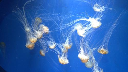 Más de 1.000 medusas inmortales