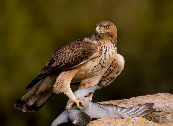 Muere electrocutada la única pareja reproductora de águila perdicera de Talavera