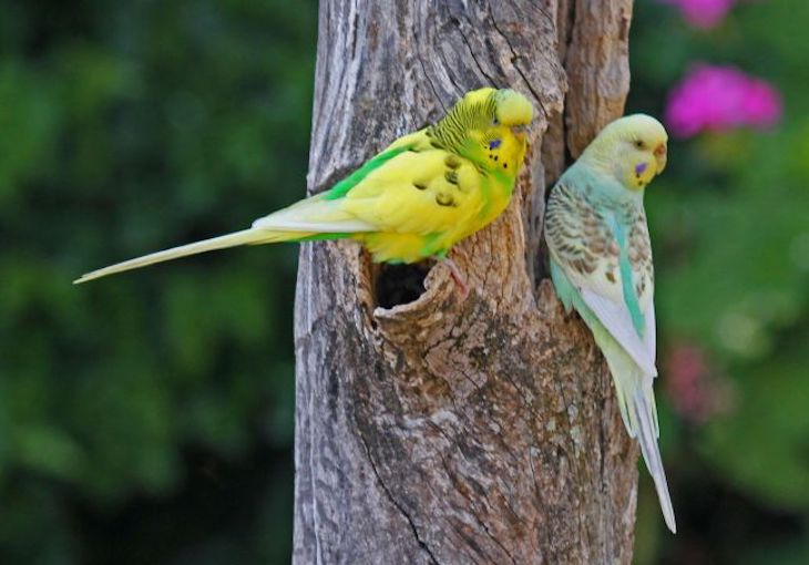 El cambio Climatico también cambia a los animales.