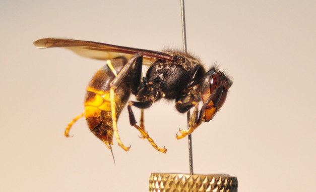 La avispa asiática ‘desembarca’ en Baleares