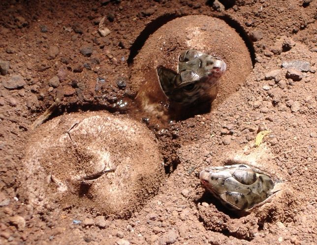 Nacen 78 ejemplares de lagarto gigante en La Gomera