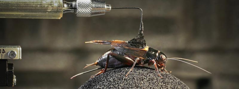 Cómo cantan los grillos para cortejar