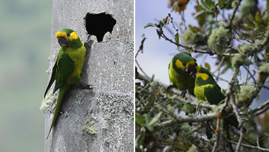 Enorme victoria ambiental para Colombia. Luego de que se creía extinto
