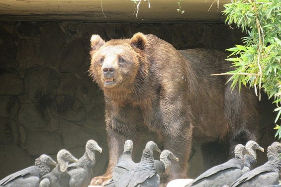 De locos: Animales de un antiguo zoológico andan libres en San Pablo