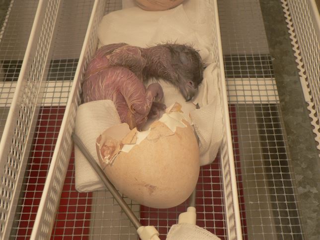 Tres quebrantahuesos para los Picos de Europa