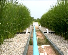 Descontaminan agua residual mediante pantanos artificiales