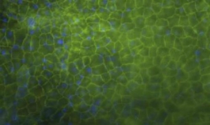 Crean una planta transgénica para producir biocombustibles