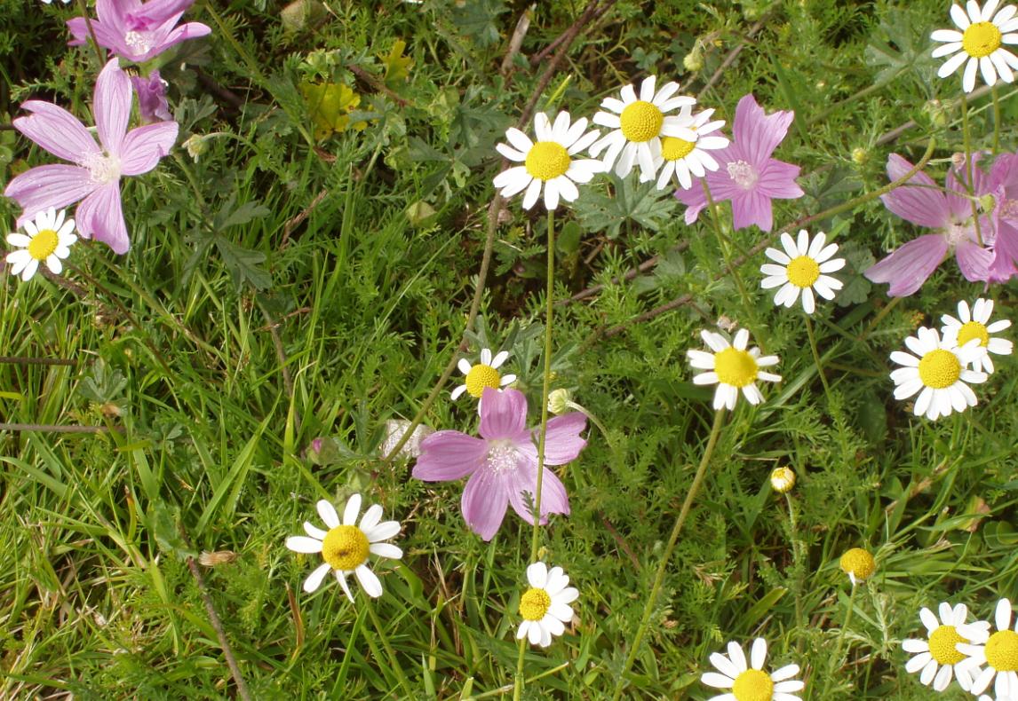 Prometedor programa de compostaje doméstico de Sogama (Galicia)