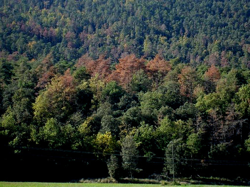 Ya se puede predecir la sequía de los bosques