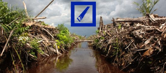 El Deutsche Bank ayuda a deforestar la selva indonesia