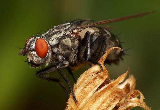 Primer mapa de conexiones cerebrales de la mosca