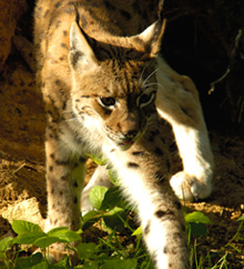Atajos para la fauna