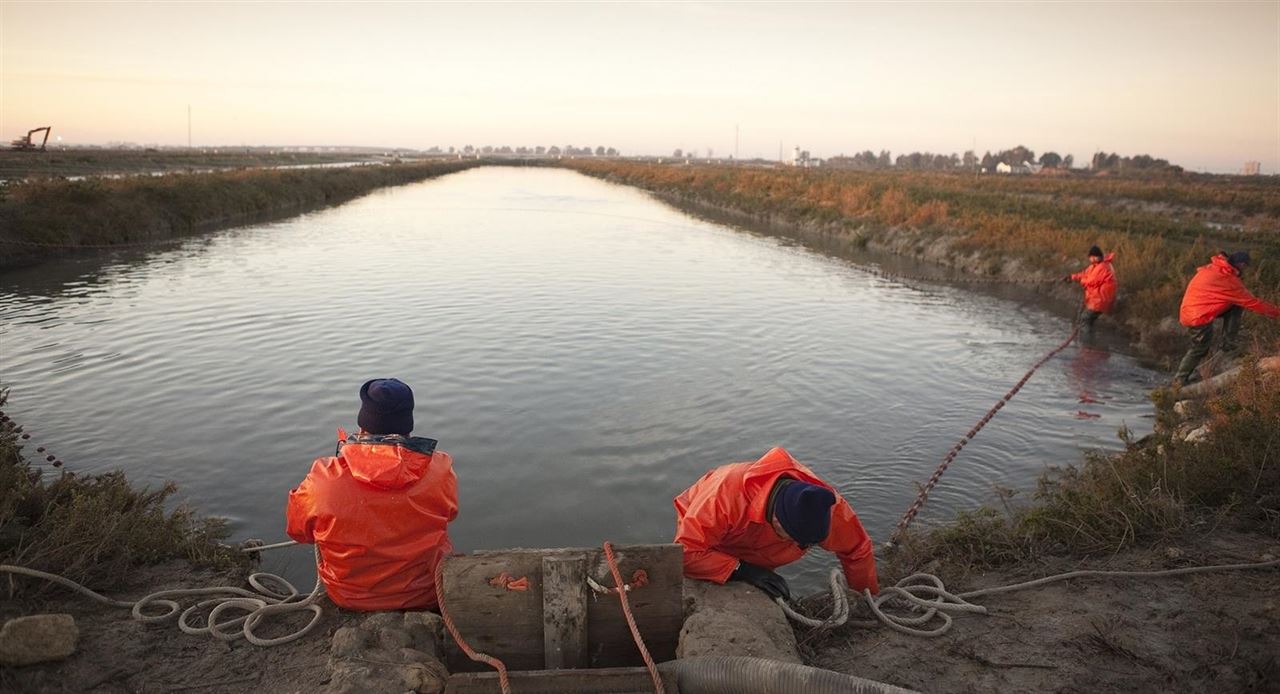 Recuperando la anguila en Andalucía