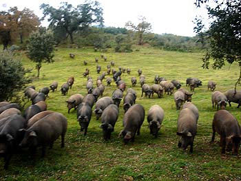 El GobEx sigue defendiendo al Acuerdo para el Sector Ibérico en la negociación de la modificación de la Norma