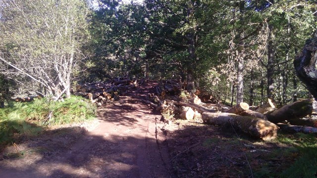 Ecologistas cántabros denuncian una nueva tala de hayas en el Parque Saja-Besaya