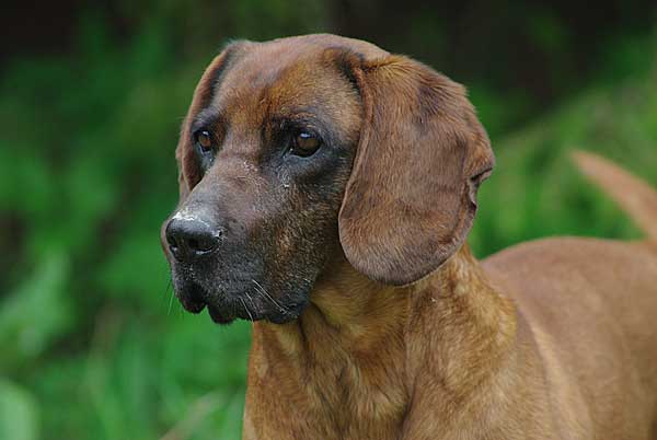 Zaragoza. Calatayud habilitará una nueva zona de esparcimiento para perros