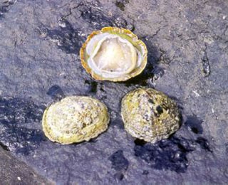 La lapa majorera ‘condenada’ a su extinción